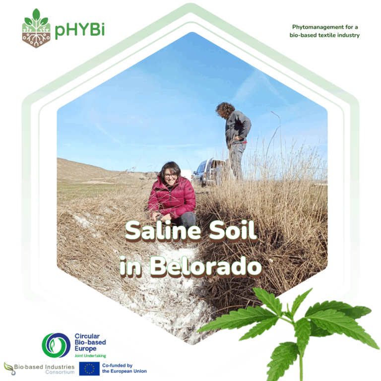 Salty soil Belorado